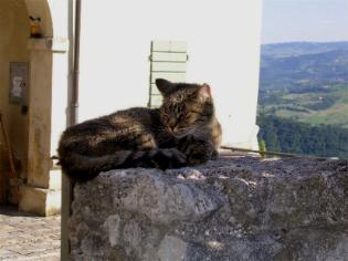 Il GATTO: se lo sogna LUI