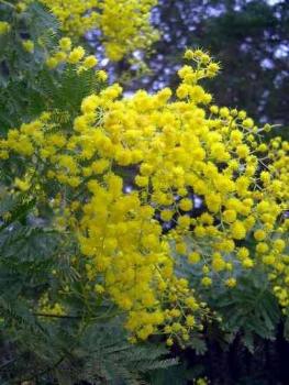 I BLA BLA BLA DELLA “MIMOSA”