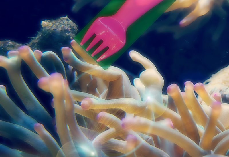 Il segreto dei coralli!