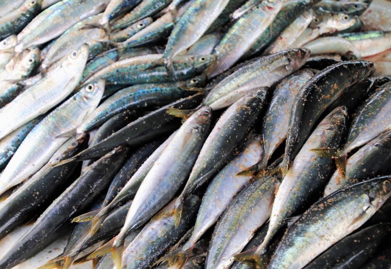 Giù le mani dalle SARDINE